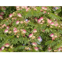 Albizia julibrissin v. rosea / Albízia, bal. 5 sem.