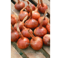 Cibuľa šalotka ´Red Sun´, bal. 0,25 kg, 8/16 mm