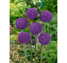 Allium ´Ambassador´ / Okrasný cesnak, bal. 1 ks, 18/20