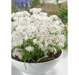 Allium ´Cameleon´ / Okrasný cesnak, bal. 10 ks, 4/+