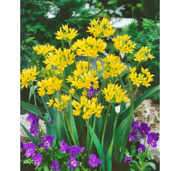 Allium Moly Luteum / Zlatý cesnak, bal. 20 ks, 5/+