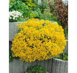 Alyssum saxatile ´Summit´/ Tarica zobáčikatá, K9