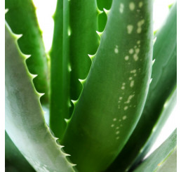 Aloe vera ´Sweet´ BIO / Aloa pravá, 10-20 cm, K12