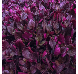 Alternanthera ´Mocha´ / Alternanthera, bal. 6 ks sadbovačov