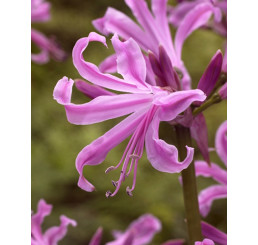 Amarine Belladiva´ / Amarine ružová, 16/+