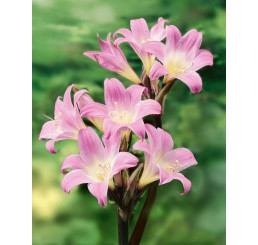 Amaryllis belladonna ´Pink´ / Amarilka ružová, 20/22