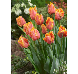 Tulipa ´Amazing Parrot´ / Tulipán, bal. 7 ks, 11/12