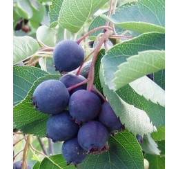 Amelanchier ´Alaska´ / Muchovník, 20-25 cm, K9 semenáč