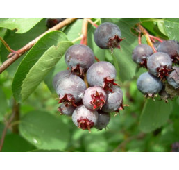 Amelanchier ´Smokey´ / Muchovník, 80-100 cm, K11