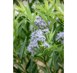 Amsonia tabernaemontana ´Blue Ice´/ Amzónia Tabernaemontanova, K11