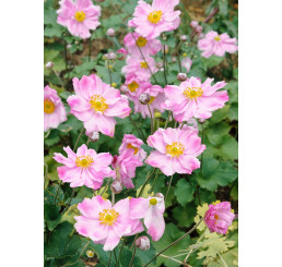 Anemone ´Lorelei ´ / Veternica plnokvetá bledoružová, K9