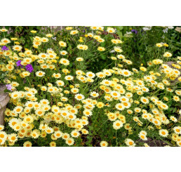 Anthemis tinctoria ´E.C.Buxton´ / Ruman farbiarsky, K9