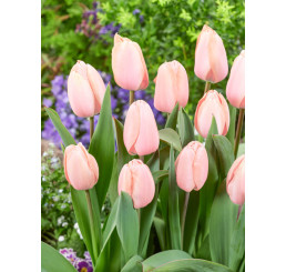 Tulipa ´Apricot Pride´ / Tulipán, bal. 7 ks, 11/12