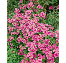 Arabis blepharophylla ´Rose Delight´ / Arábka cyklámenová, C1,5