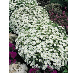 Arenaria montana / Piesočnica horská, K9