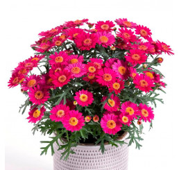 Argyranthemum Day-Zee® ´Wine Red´ / Chryzantémovka, bal. 3 ks, 3x K7