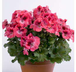 Pelargonium grandiflorum ´pac®Aristo®Salmon´ / Muškát veľkokvetý, bal. 3 ks, 3x K7