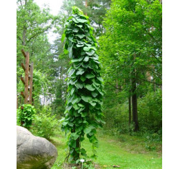 Aristolochia macrophyla / Vlkovec veľkolistý, 80-100 cm, C2