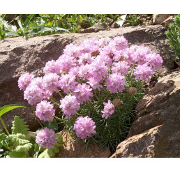 Armeria juniperifolia 'Röschen' / Trávnička borievkolistá, K9