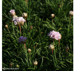 Armeria maritima 'Armada Pink'/ Trávnička prímorská, K9