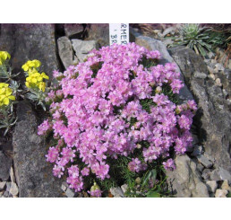 Armeria juniperifolia 'Brno' / Trávnička borievkolistá, K9