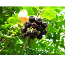 Aronia melanocarpa ´Vitamin Berry´ BIO / Arónia BIO, 20 cm, K12