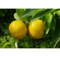 Citrus clementina ´Arrufatina´ / Mandarínka, 25-40 cm, C2