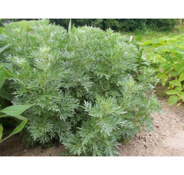 BIO Artemisia absinthium / Absint, K9