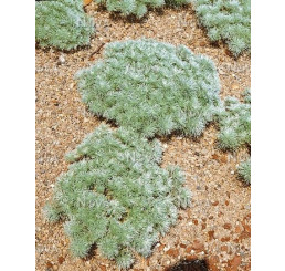 Artemisia schmidtiana ´Nana´ / Palina Schmidtova, C1,5