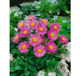 Aster alpinus ´Happy End´ / Astra alpínska ružová, K9