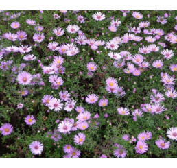 Aster dumosus ´Peter Harrison´ / Astra krovinatá, C1,5