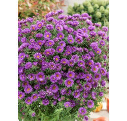 Aster dumosus ´Purple Dome´ / Astra krovinatá bledofialová, K9