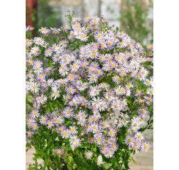 Aster ageratoides ´Asran´ / Astra krovitá, K9