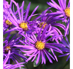 Aster amellus 'Veilchenkönigin' / Astra kopcová, K9