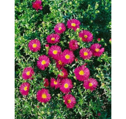 Aster dumosus ´Jenny´ / Astra krovinatá, K9