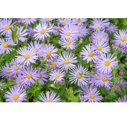 Aster x frikartii ´Mönch´ / Astra Frikartova, K9
