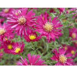 Aster novi-belgii 'Karminkuppel' / Astra novobelgická, K9