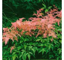 Astilbe simplicifolia ´H. Graafland´ / Astilba jedn. ružová,C1,5