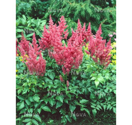 Astilbe japonica 'Mainz' / Astilba japonská, K9