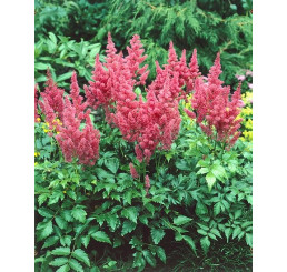 Astilbe japonica 'Mainz' / Astilba japonská, C1