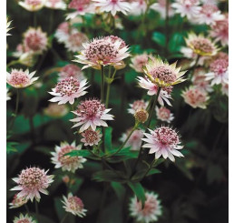 Astrantia major ´Buckland´ / Jarmanka väčšia bledofialová, K9