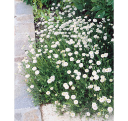 Anthemis nobilis ´Plena´ / Ruman farbiarsky, K9