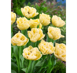 Tulipa ´Avant Garde´ / Tulipán, bal. 7 ks, 11/12