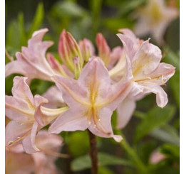 Azalea mollis ´Chanel´ / Azalka veľkokvetá, 40-60 cm, C3