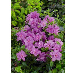 Azalea japonica ´Konigstein´ / Azalka japonská ružová, 20-30 cm, C2