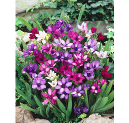 Babiana stricta mix / Babiana mix, bal. 10 ks, 5+