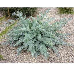 Eucalyptus pulverulenta ´Baby Blue´/ Eukalyptus, K7