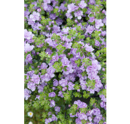 Sutera Bacopa ´Double Lavender´/ Bakopa plnokvetá fialová, bal. 6 ks, 6x K7