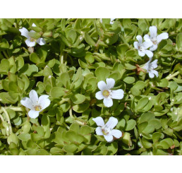 Bacopa monieri BIO / Bylinka pamäti Brahmi, K12