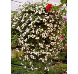 Sutera Bacopa ´Dynamic White´ / Bakopa biela, K7